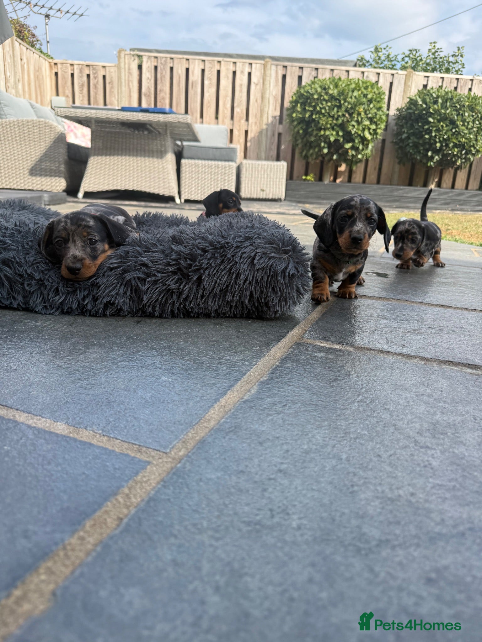 Miniature Dachshund dogs Beautiful Miniature Dachshunds - Advert 16