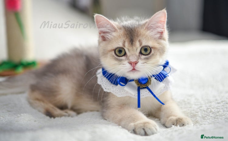 British Shorthair cats - Advert 1