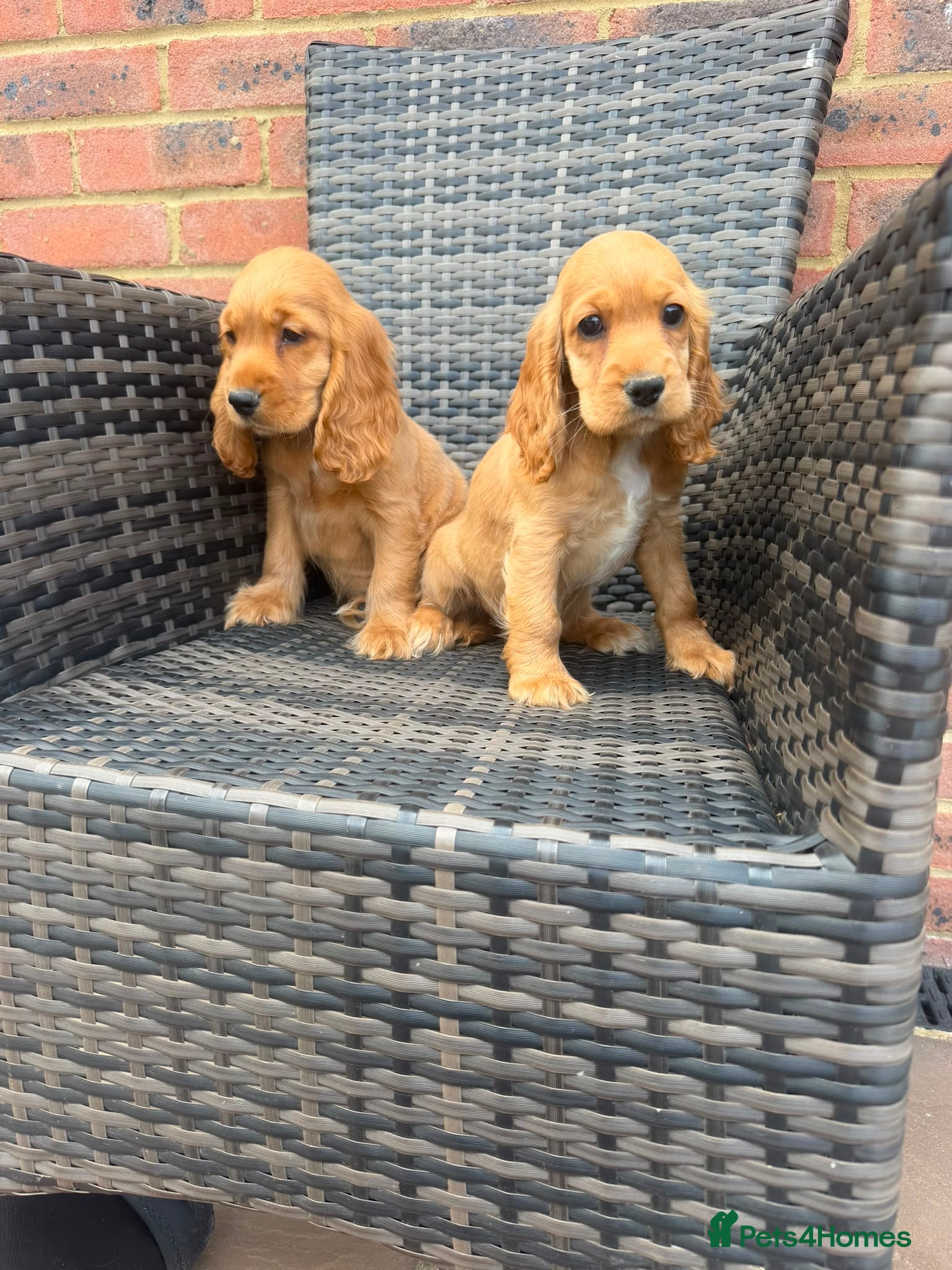 Cocker Spaniel dogs Outstanding golden showType Cocker SPANIEL  - Advert 8