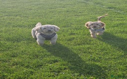 Cockapoo dogs for sale: Cockerpoo  - Image 24