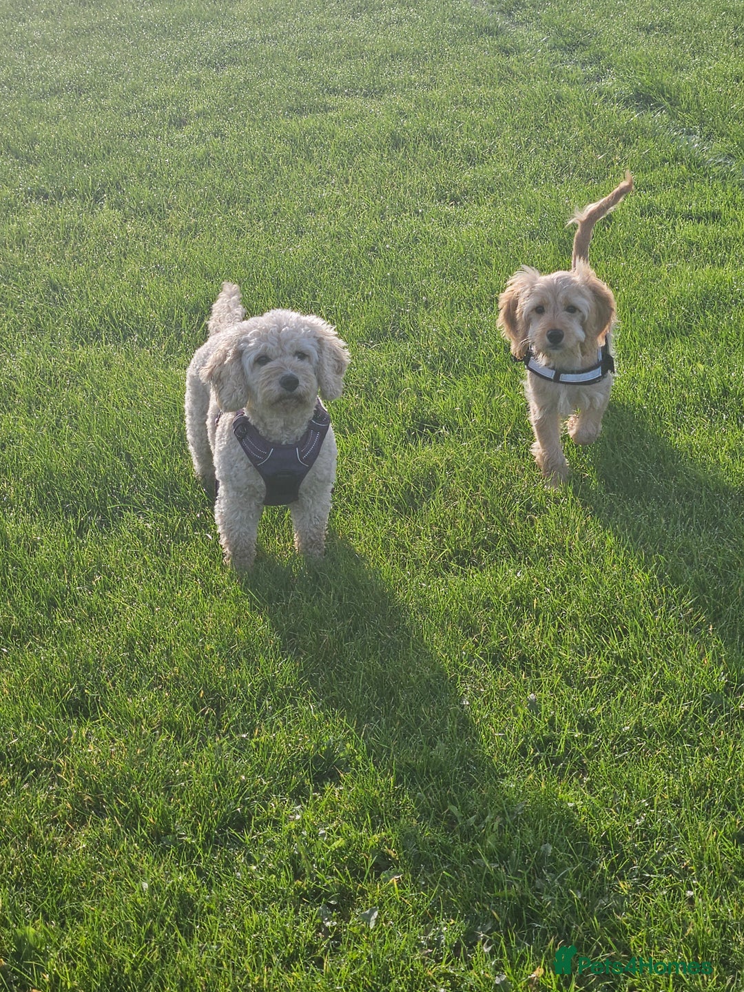 Cockapoo dogs for sale: Cockerpoo  - Image 24