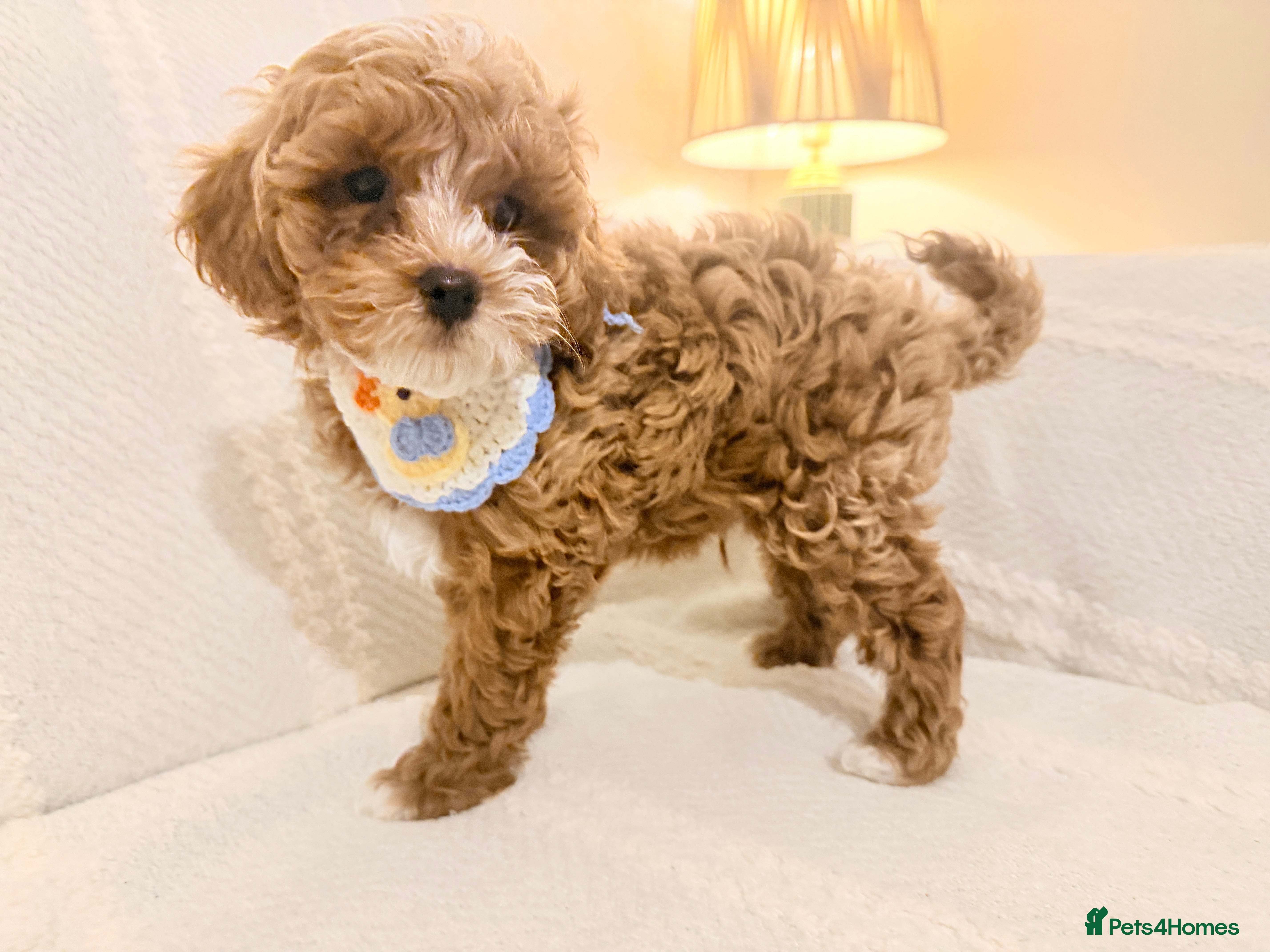 Maltipoo dogs for sale: Two Stunning Adorable Asian/Korea Maltipoo boys - Advert 2