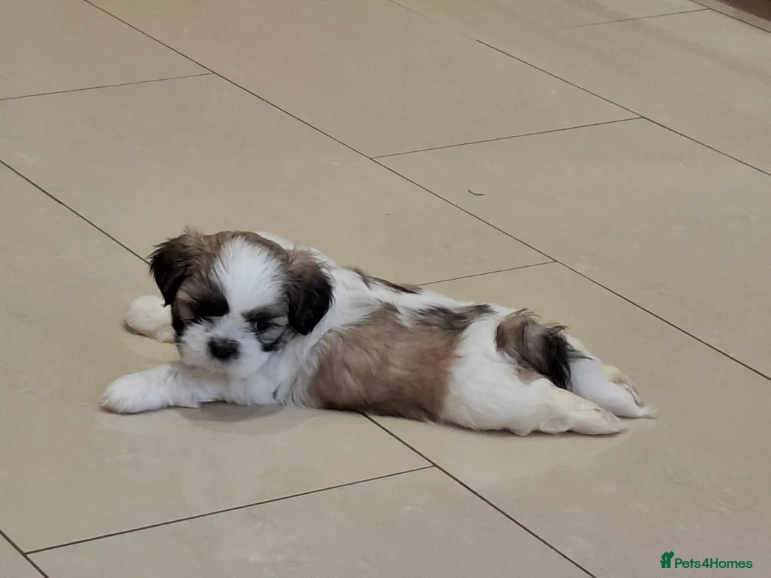 Shih Tzu dogs for sale: Gorgeous Shih tzu puppies! - Advert 10
