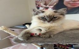 Ragdoll cats for sale: 🐾 Ragdoll Kittens Ready End of November 🐾 - Image 13