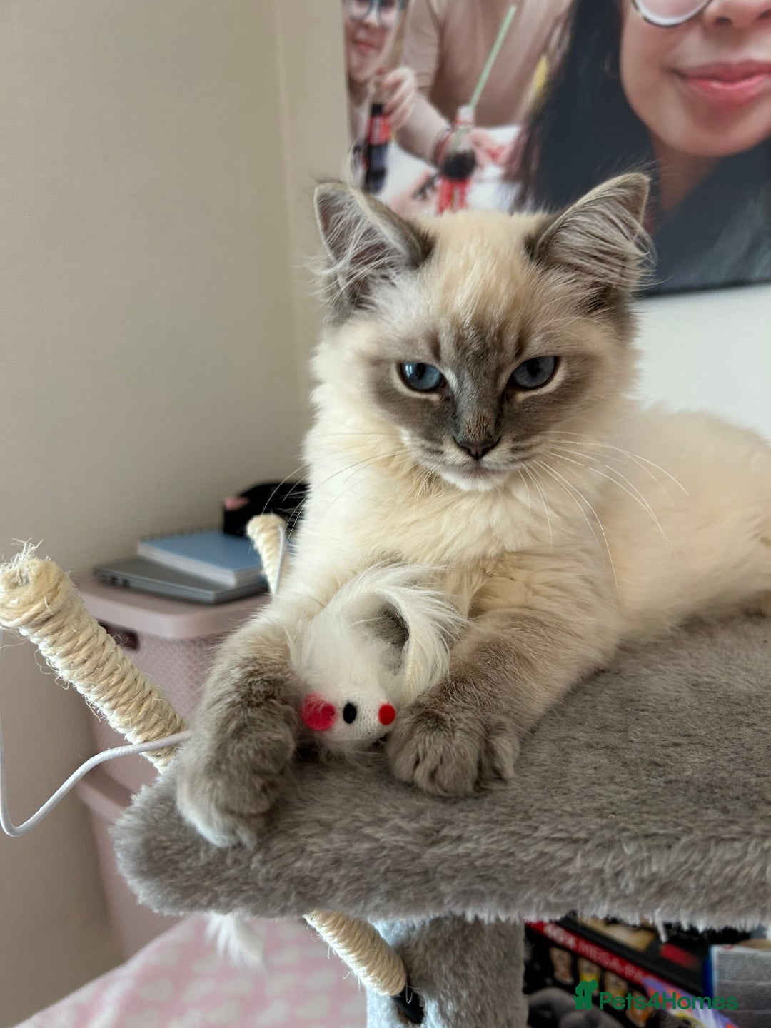 Ragdoll cats for sale: 🐾 Ragdoll Kittens Ready End of November 🐾 - Image 13