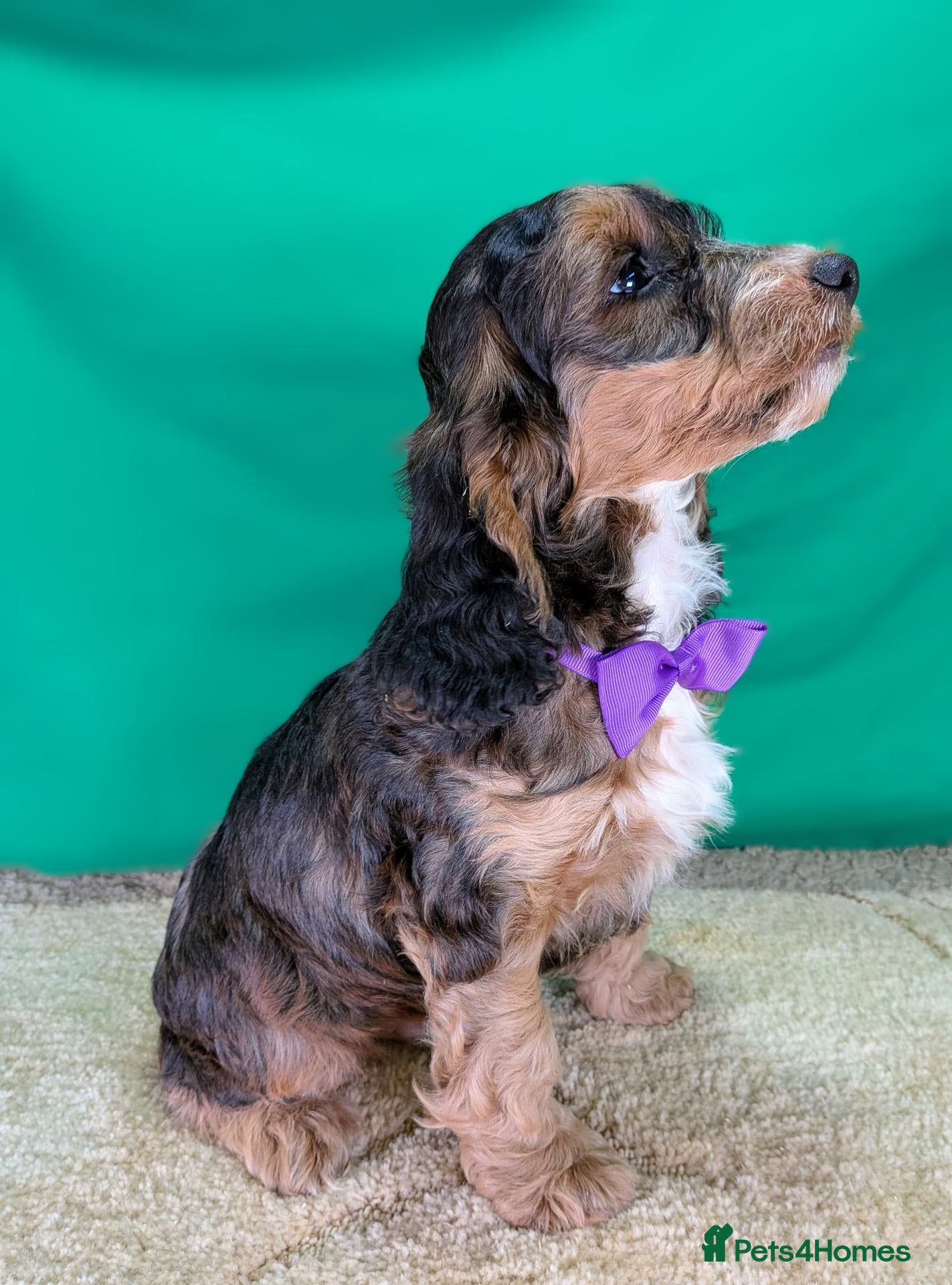 Cockapoo dogs Gorgeous F1 Cockapoo Puppies  - Advert 2
