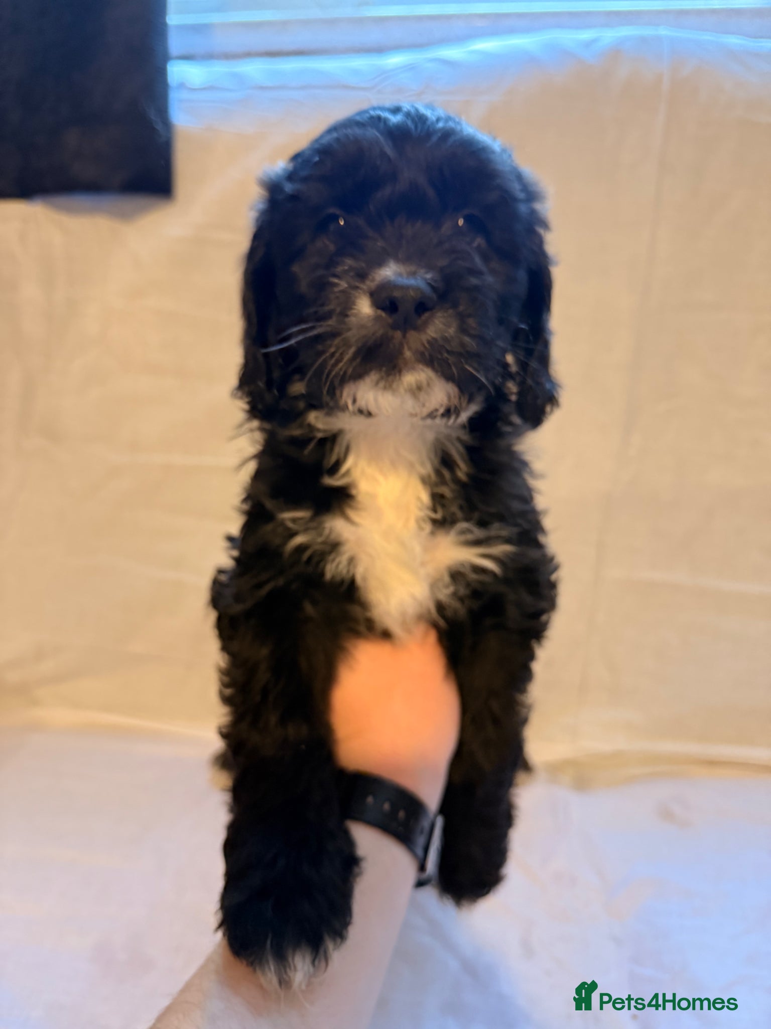 Cockapoo dogs Cockapoo puppies for sale - Advert 9