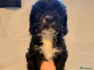 Cockapoo dogs Cockapoo puppies for sale - Advert 2