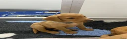 Labrador Retriever dogs for sale: Labrador puppies KC Fully health tested parents  - Advert 16