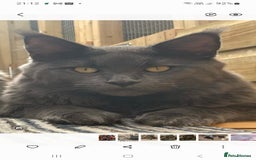 Maine Coon cats for sale: Maine Coon kittens  in Rushden - Image 8