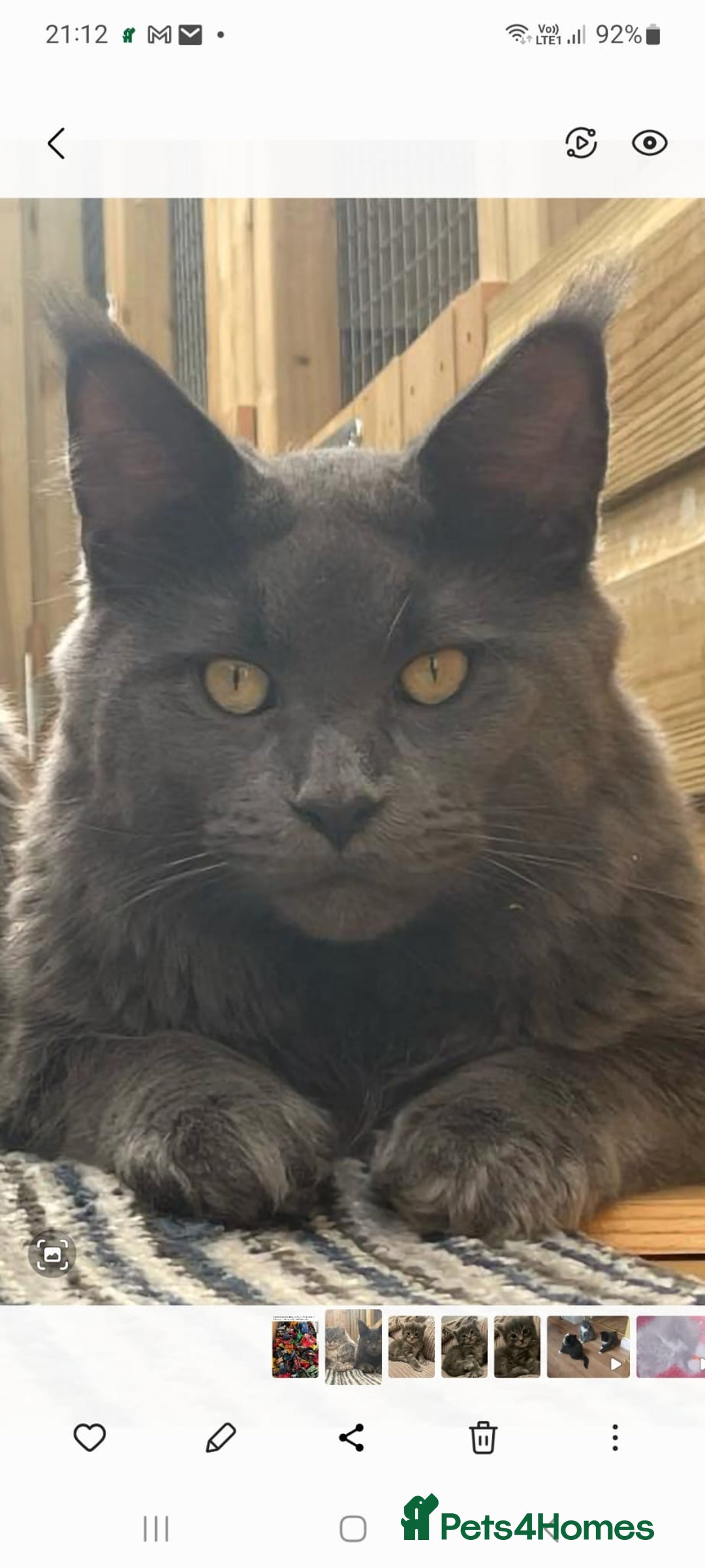 Maine Coon cats for sale: Maine Coon kittens  in Rushden - Image 8