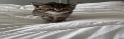 Mixed Breed cats for sale: Cute 1/2 maine coon kittens - Advert 2
