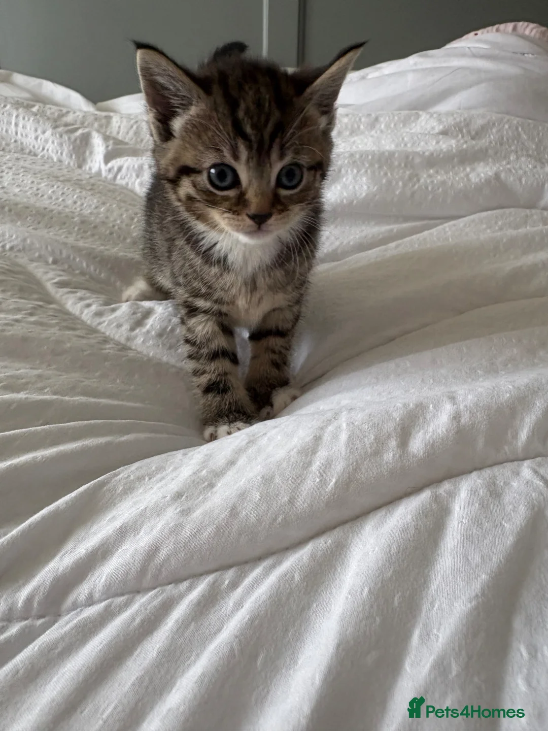 Mixed Breed cats for sale: Cute 1/2 maine coon kittens - Advert 2