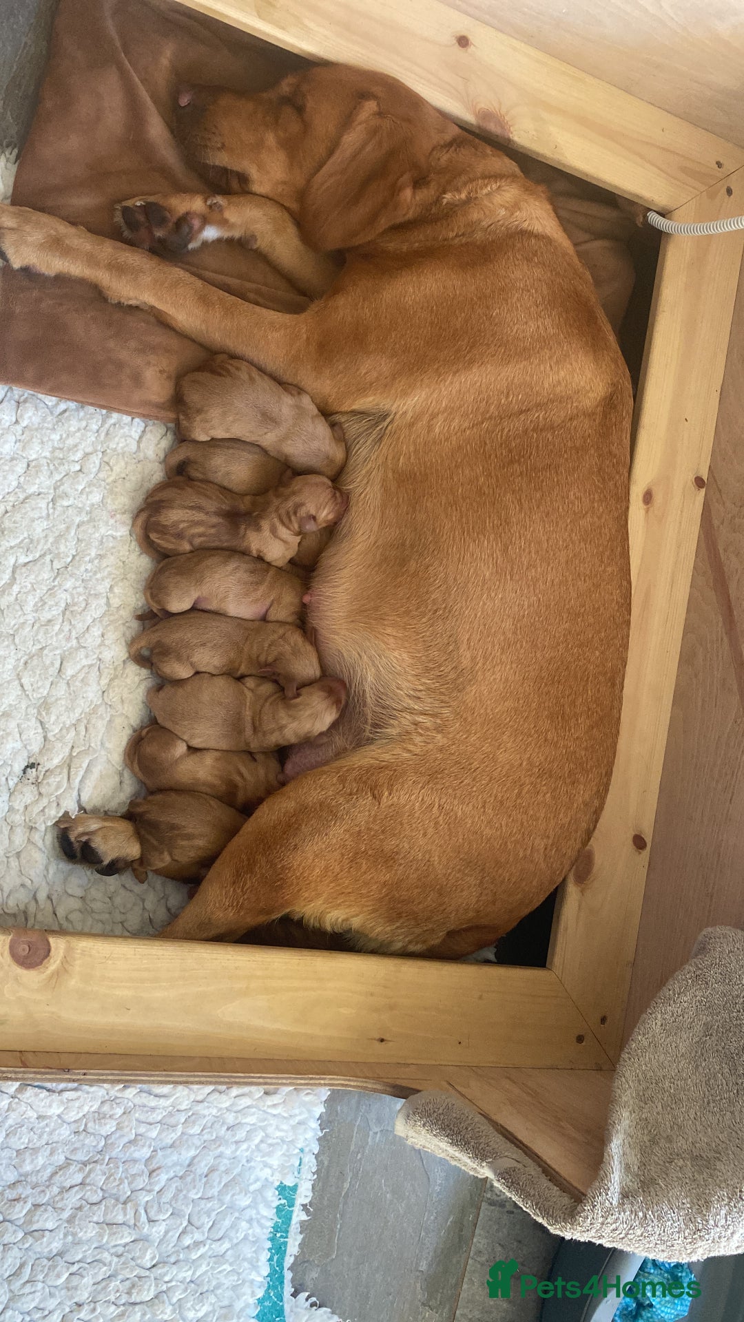 Labrador Retriever dogs for sale: Fox Red Labrador Puppies  - Image 9