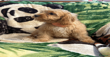 Cavachon dogs - Advert 8