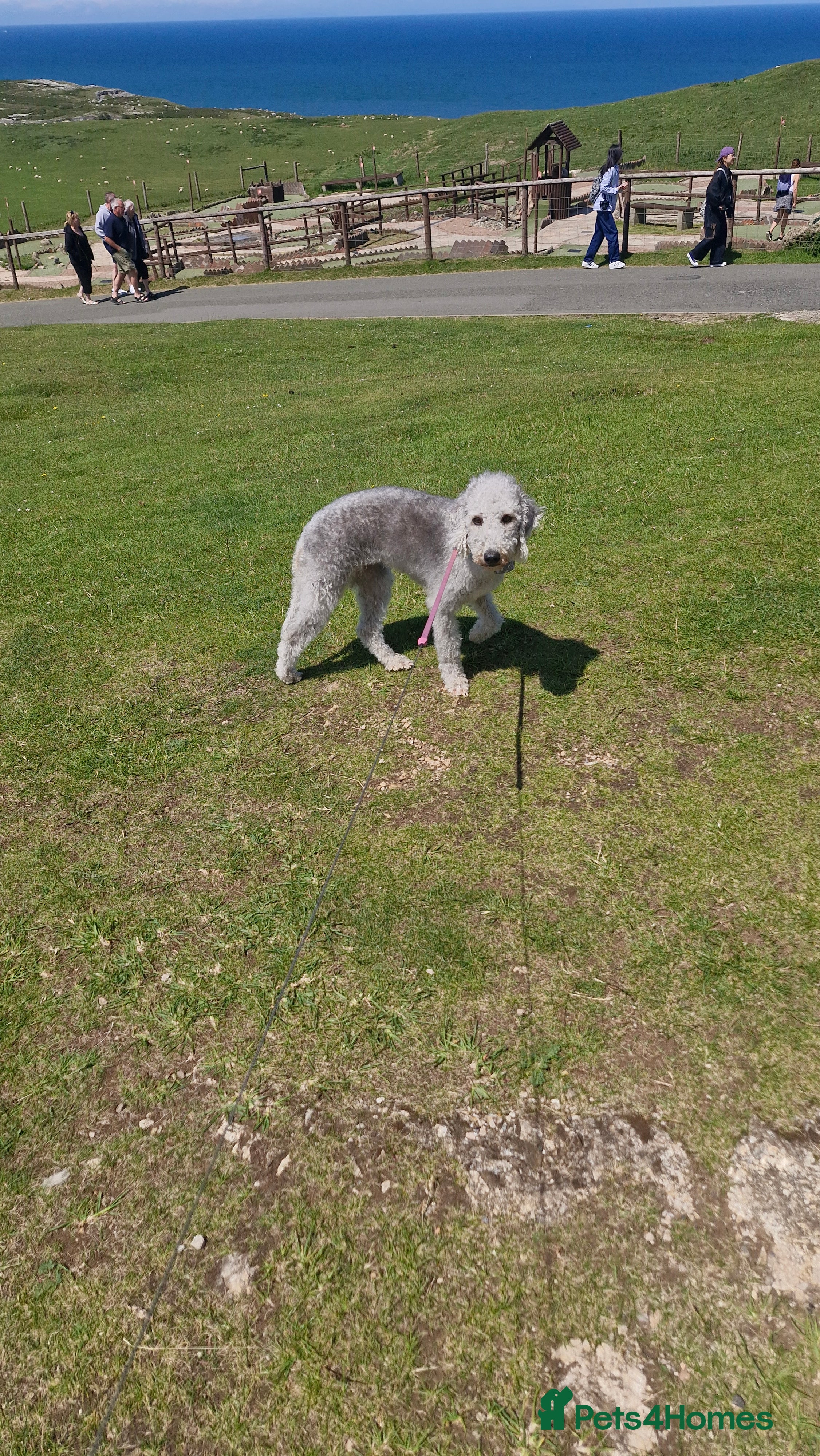 Mixed Breed dogs Beddlington  - Advert 9