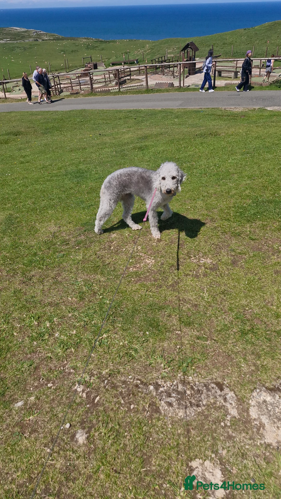 Mixed Breed dogs for sale: Beddlington  - Advert 1