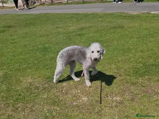 Mixed Breed dogs Beddlington - Advert 9