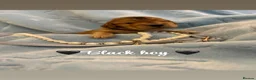 Cocker Spaniel dogs for sale: KC Registered Show Type Cocker Spaniel Puppies - Advert 4