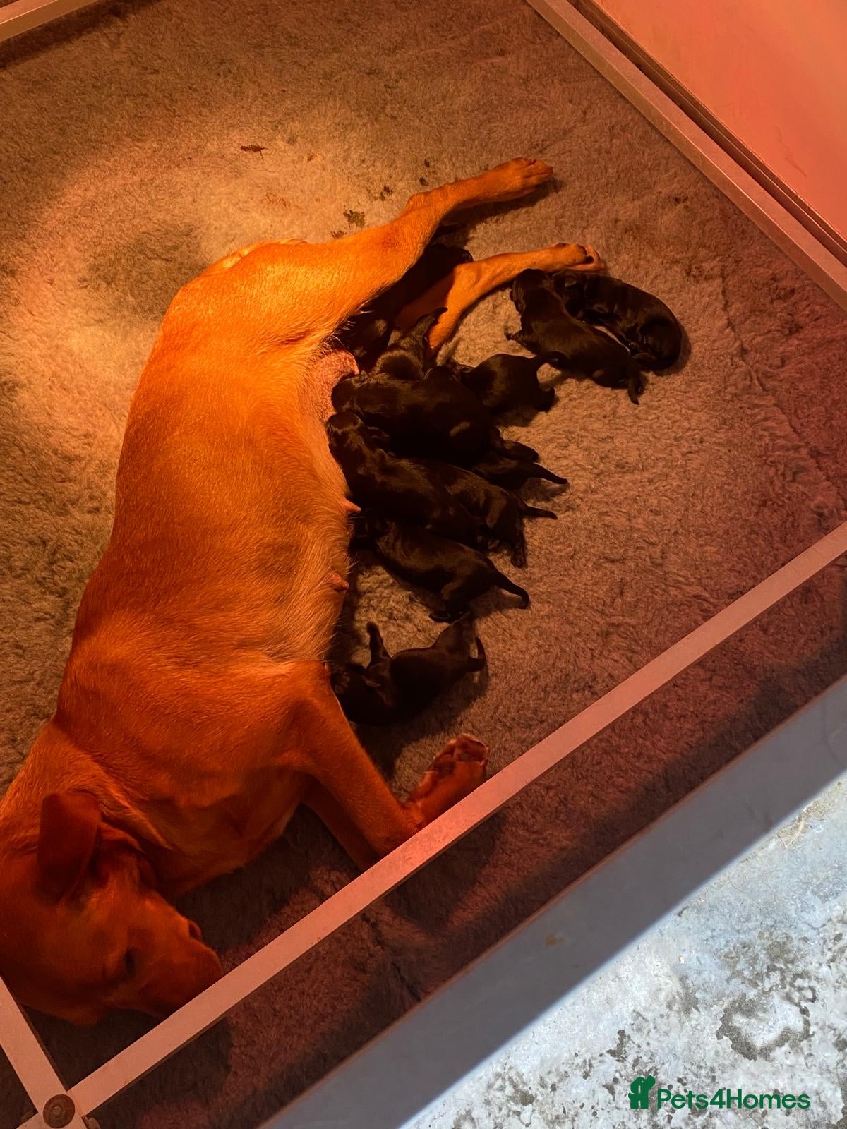 Labrador Retriever dogs 5 Star Council Registered Litter of Labrador pups - Advert 2