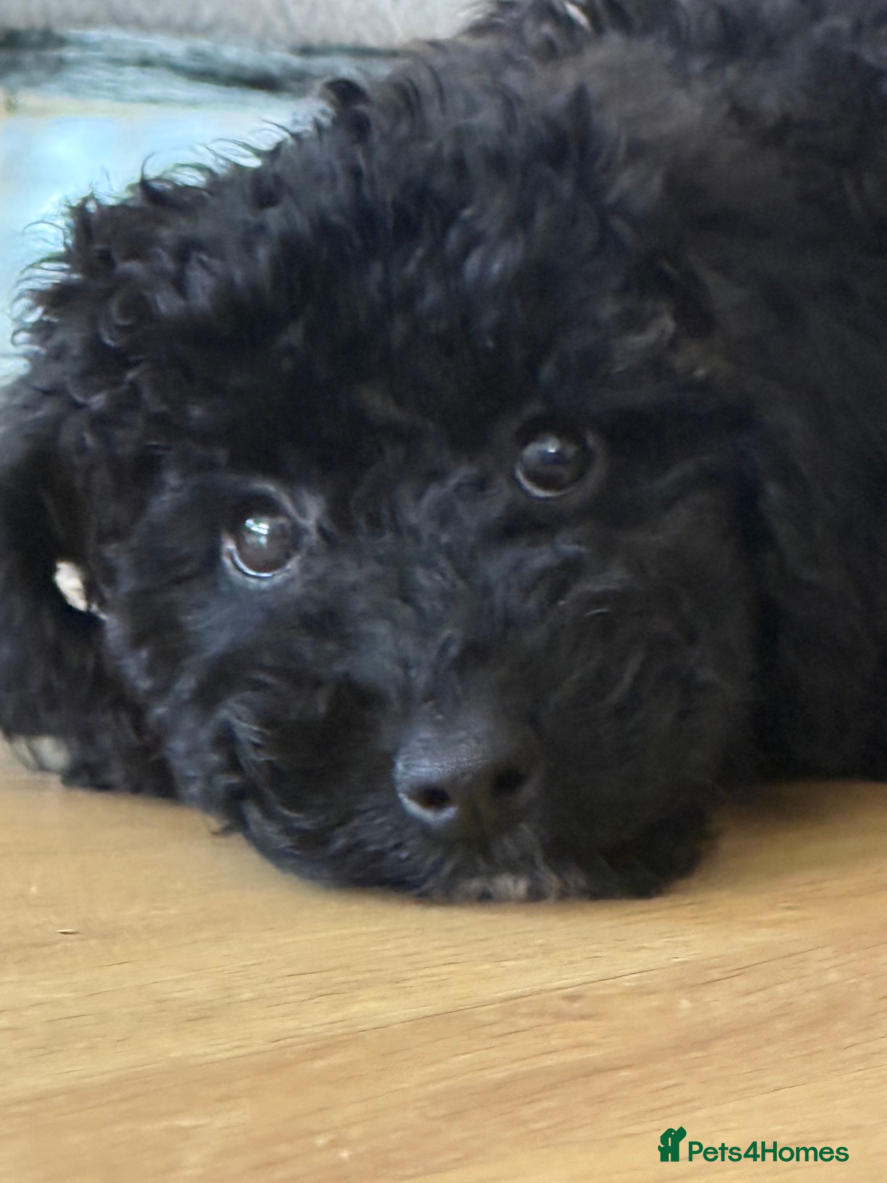 Labradoodle dogs Ready 2 Go Health Tested miniature labradoodles 🥰 - Advert 16