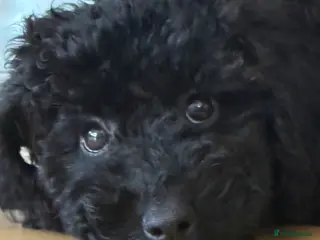 Labradoodle dogs Ready 2 Go Health Tested miniature labradoodles 🥰 - Advert 17