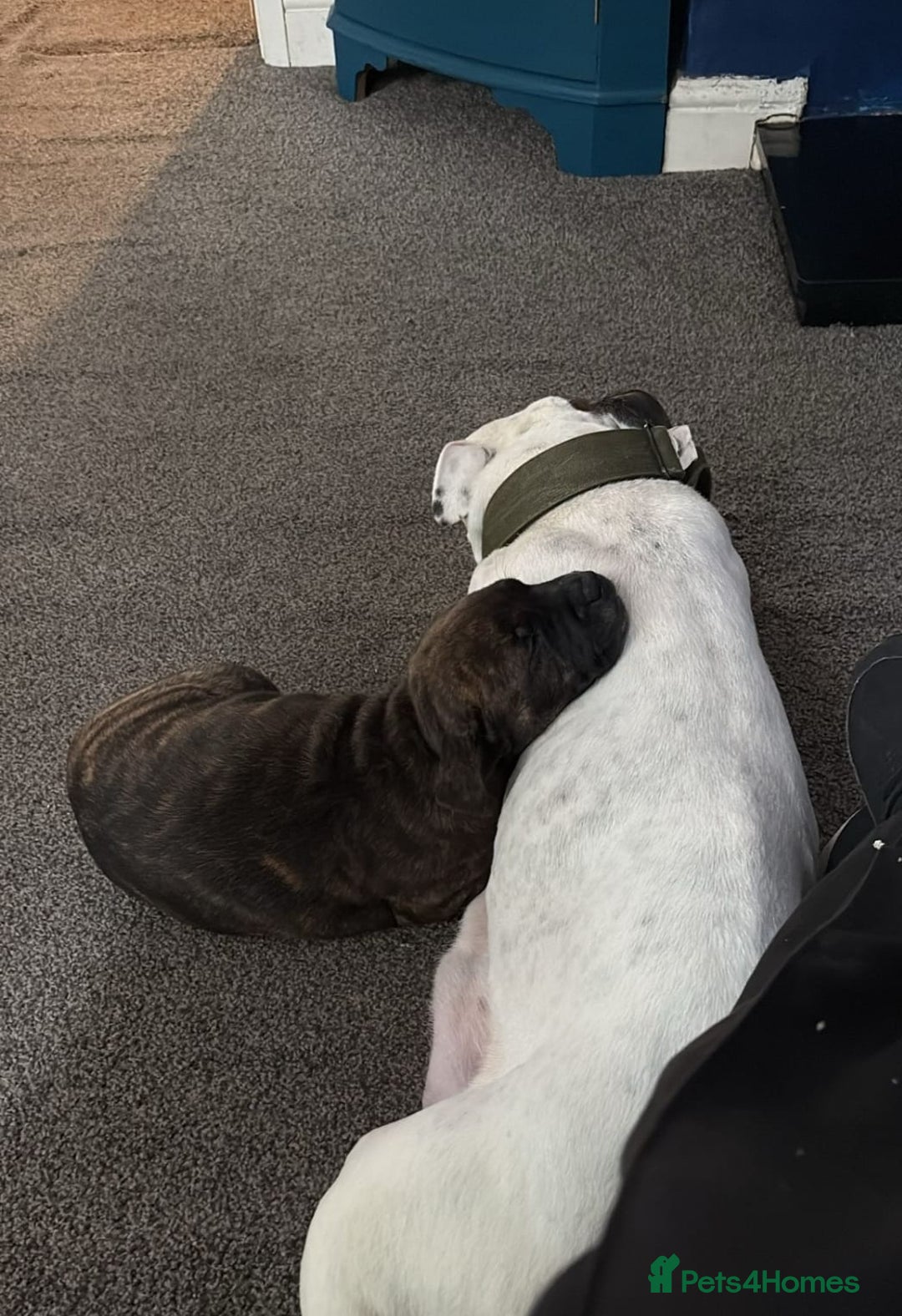 Staffordshire Bull Terrier dogs for sale: Female blue brindle staff pup - Image 5