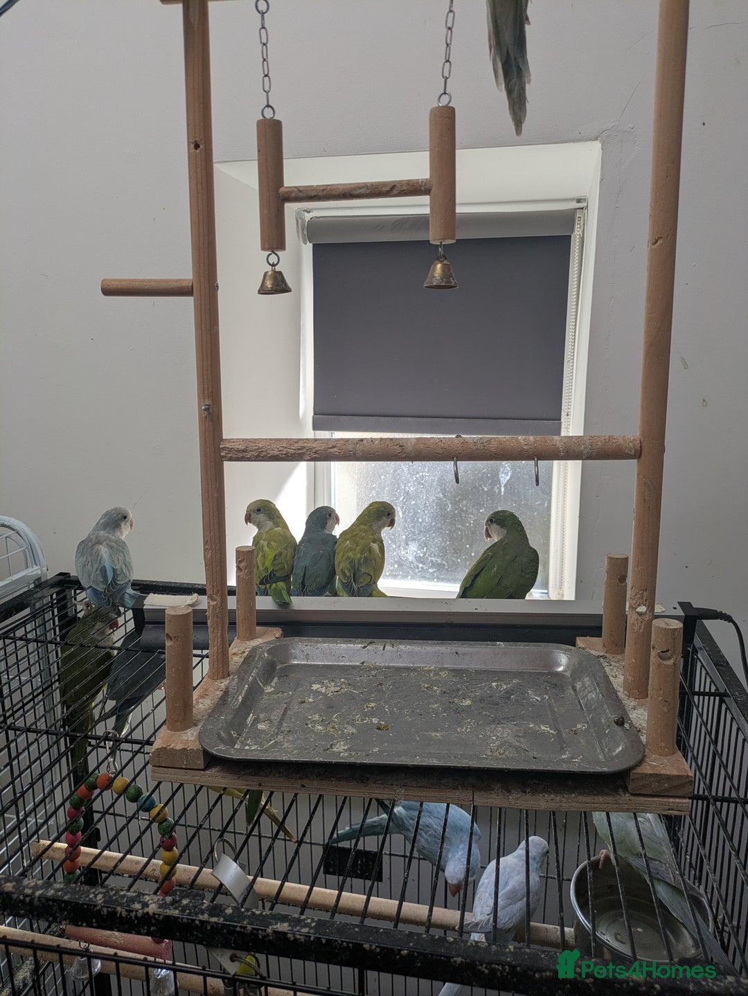 Parakeets birds for sale: Quaker parrots babies hand reared different colour - Image 8