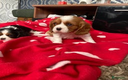 Cavalier King Charles Spaniel dogs for sale: Cavalier King Charles Spaniel! - Image 13