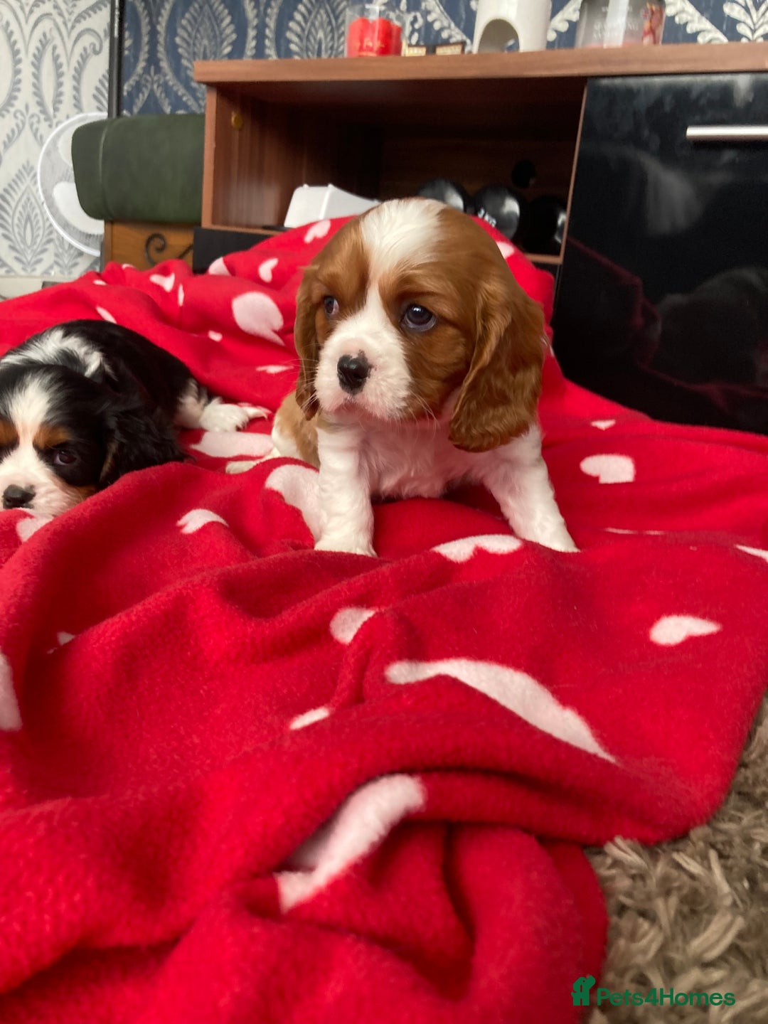 Cavalier King Charles Spaniel dogs for sale: Cavalier King Charles Spaniel! - Image 13