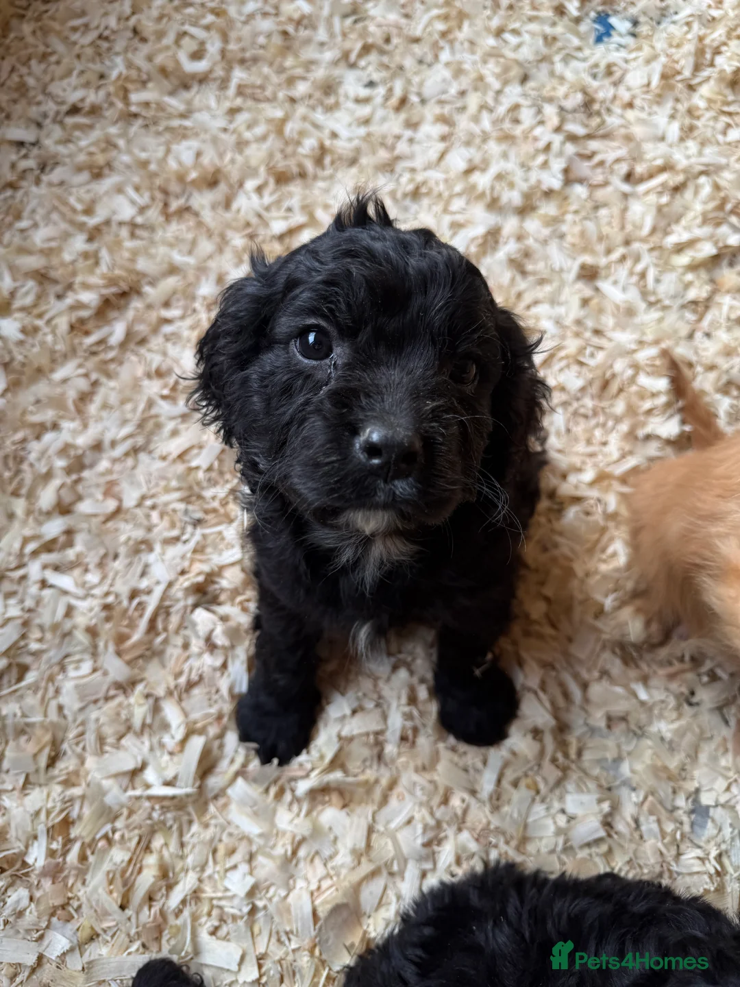Mixed Breed dogs for sale: Lovely Cavapoos READY NOW apricot and black/white  - Advert 11