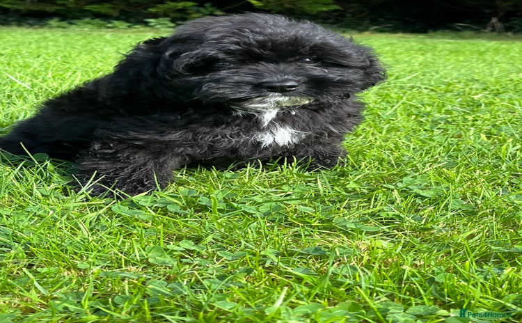 Cavapoo dogs - Advert 2