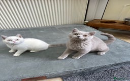 British Shorthair cats for sale: Lilac,Blue,BiColours & Colourpoint Registered  - Image 36