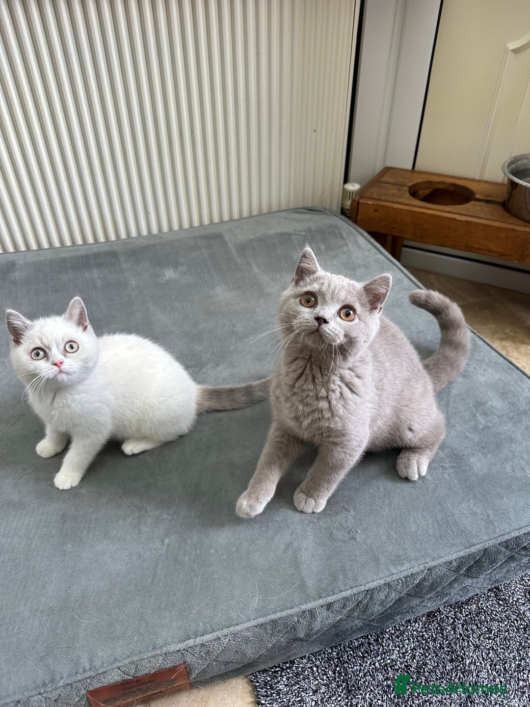 British Shorthair cats for sale: Lilac,Blue,BiColours & Colourpoint Registered  - Image 36