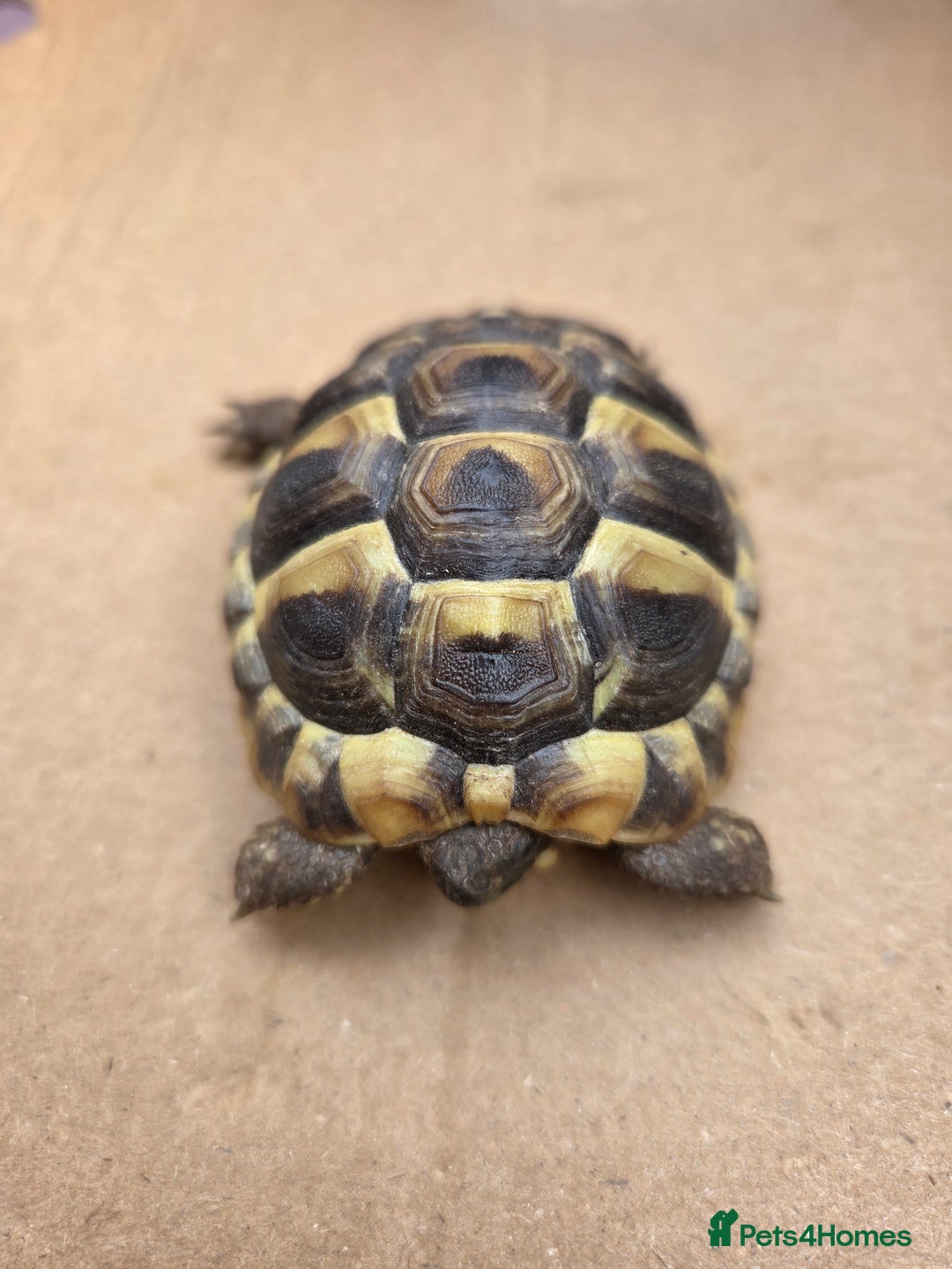 Hermann Tortoise reptiles for sale: 2022-24 Hermanns tortoises for sale - Image 12