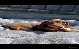 Miniature Dachshund dogs for sale: Kc mini dachshunds  - Image 13