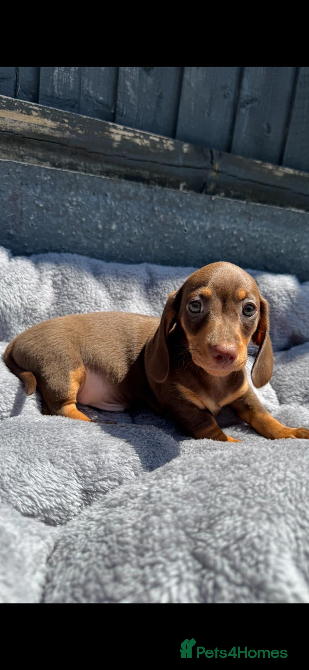 Miniature Dachshund dogs for sale: Kc mini dachshunds  - Image 13