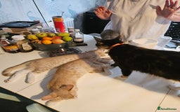 Maine Coon cats for sale: Maine Coon Kittens READY NOW parents not registere - Image 29