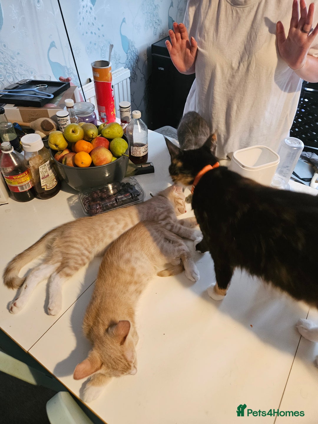 Maine Coon cats for sale: Maine Coon Kittens READY NOW parents not registere - Image 29