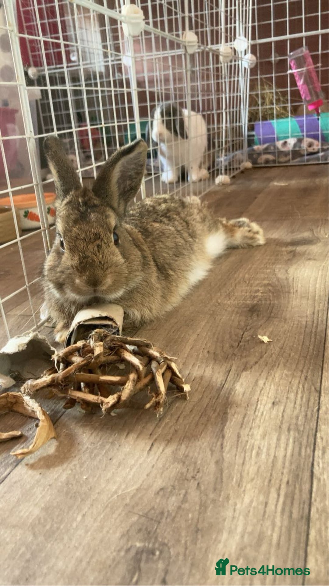 Mixed Breed rabbits for sale: 3 baby bunnies and one 11 month old boy - Advert 2