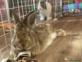Mixed Breed rabbits 1 year old boy - Advert 4