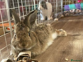 Mixed Breed rabbits 1 year old boy - Advert 15