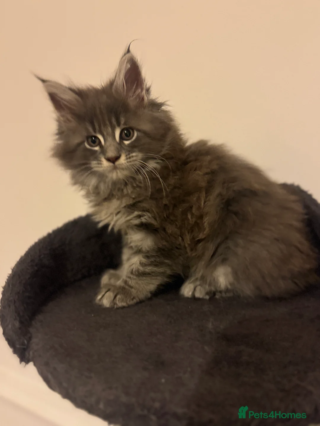 Maine Coon cats for sale: Maine Coon TICA registered✨ - Advert 3