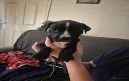 Mixed Breed dogs for sale: Litter of 7 beautiful puppies - Image 14