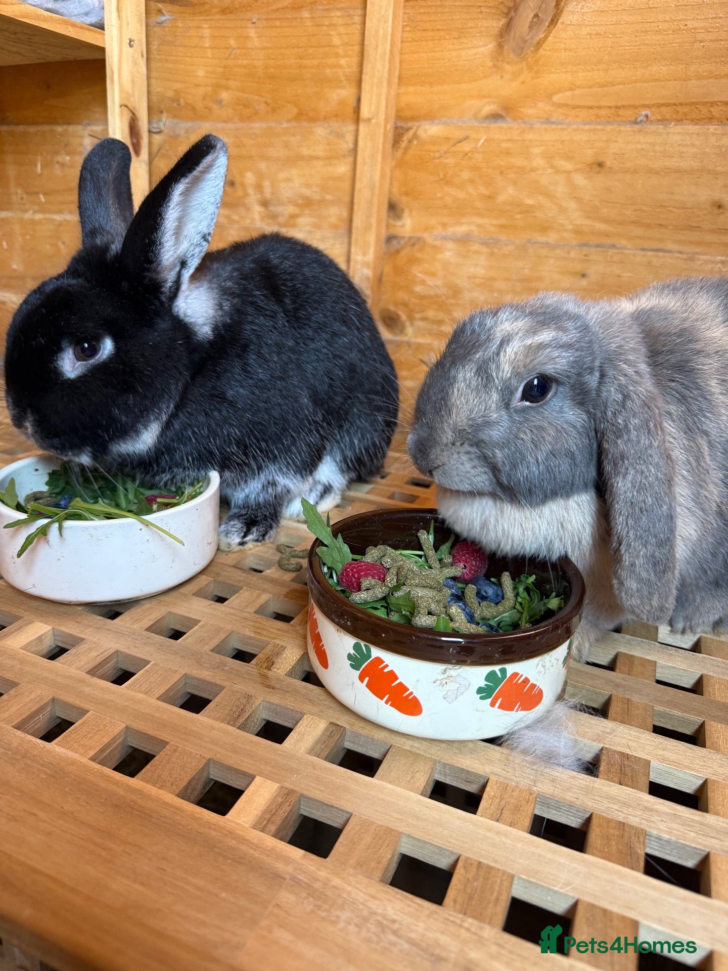 Mixed Breed rabbits Rabbits - Advert 14