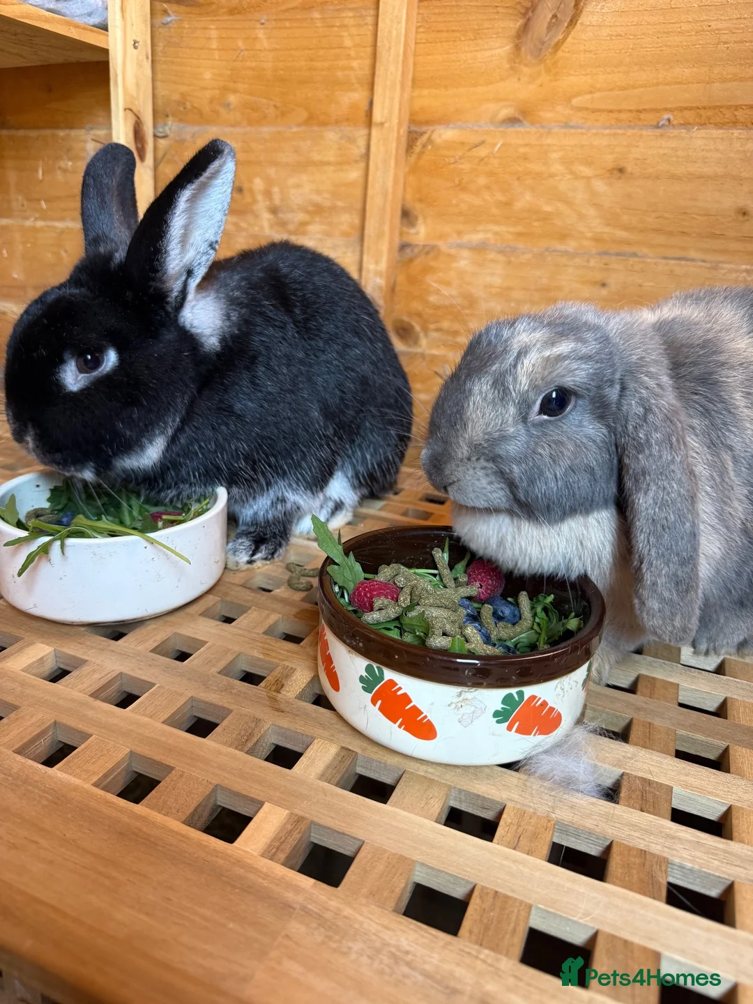 Mixed Breed rabbits for sale: Rabbits - Advert 1