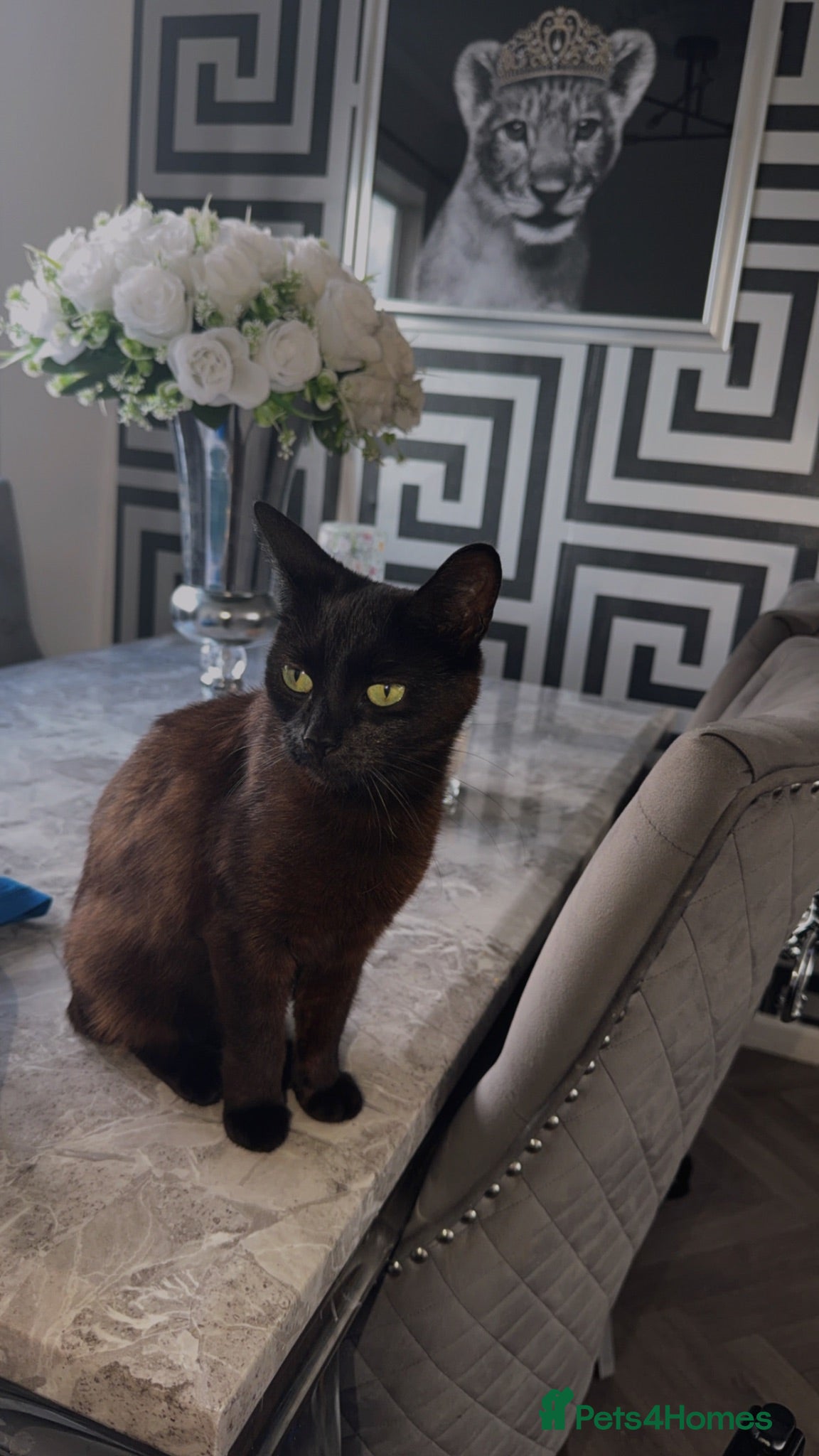 Mixed Breed cats Gorgeous girls daisy 🎀💗 - Advert 1