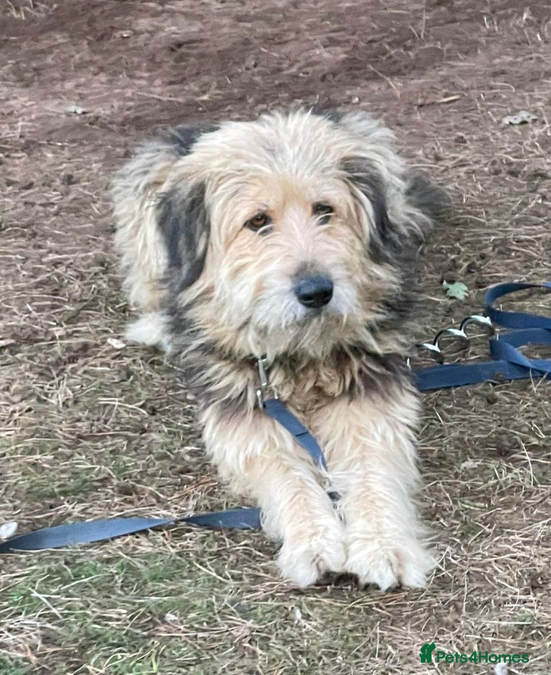 Mixed Breed dogs for adoption: Meet AIDA - a Superb big Girl, for a Loving Home - Image 2