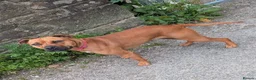 Mixed Breed dogs for sale: Staffy cross Mastiff bitch  in Accrington - Advert 4