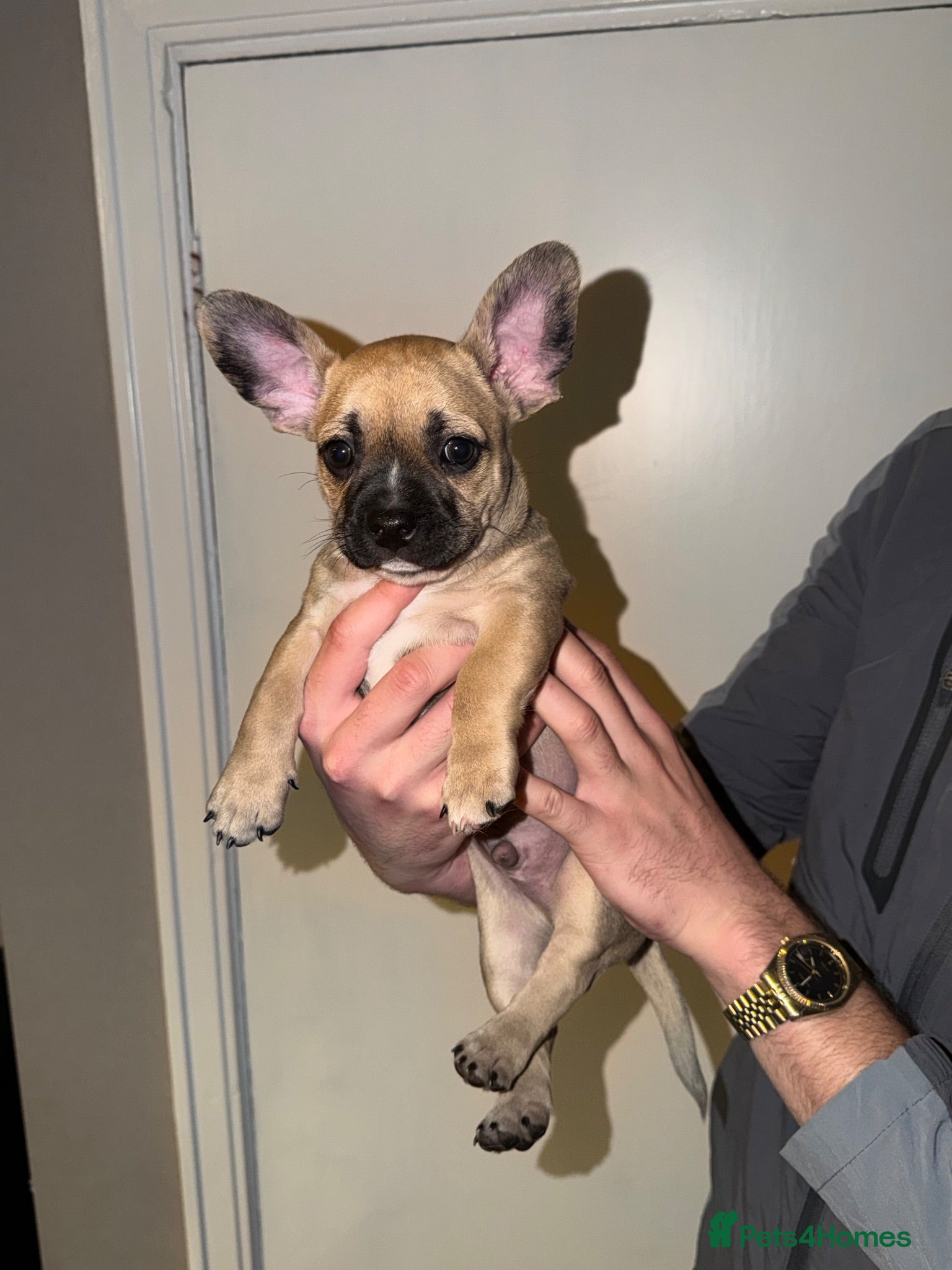 Mixed Breed dogs French Bull dog cross Chihuahua puppies  - Advert 1